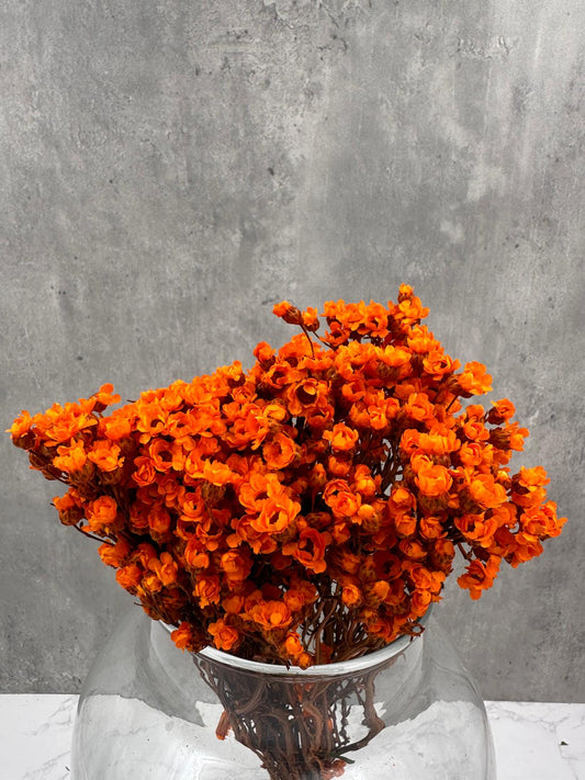 Ixodia Naranja