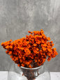 Ixodia Naranja