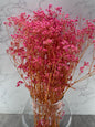 Gypsophila Press Rosa