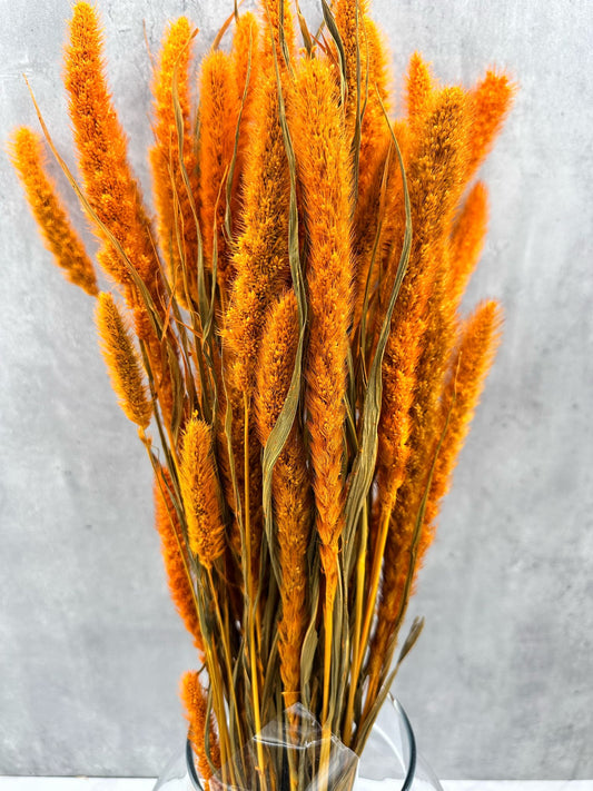 Setaria Naranja