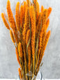 Setaria Naranja