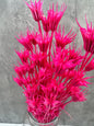 Nigella Orientalis Fucsia
