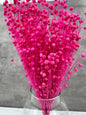 Lino Fucsia