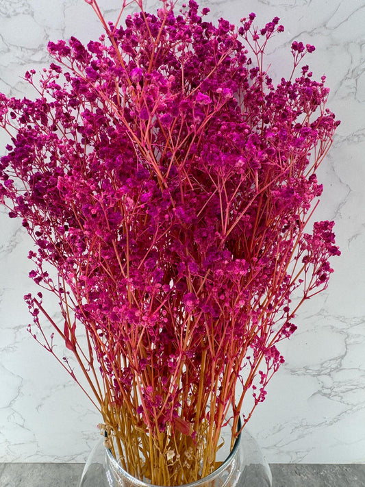 Gypsophila Press Fucsia