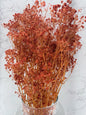 Gypsophila Press Naranja