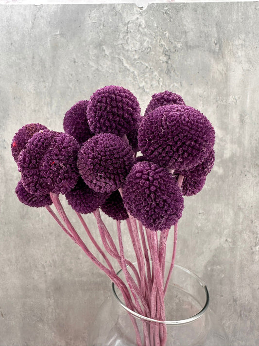 Craspedia Morada Press