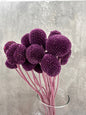 Craspedia Morada Press
