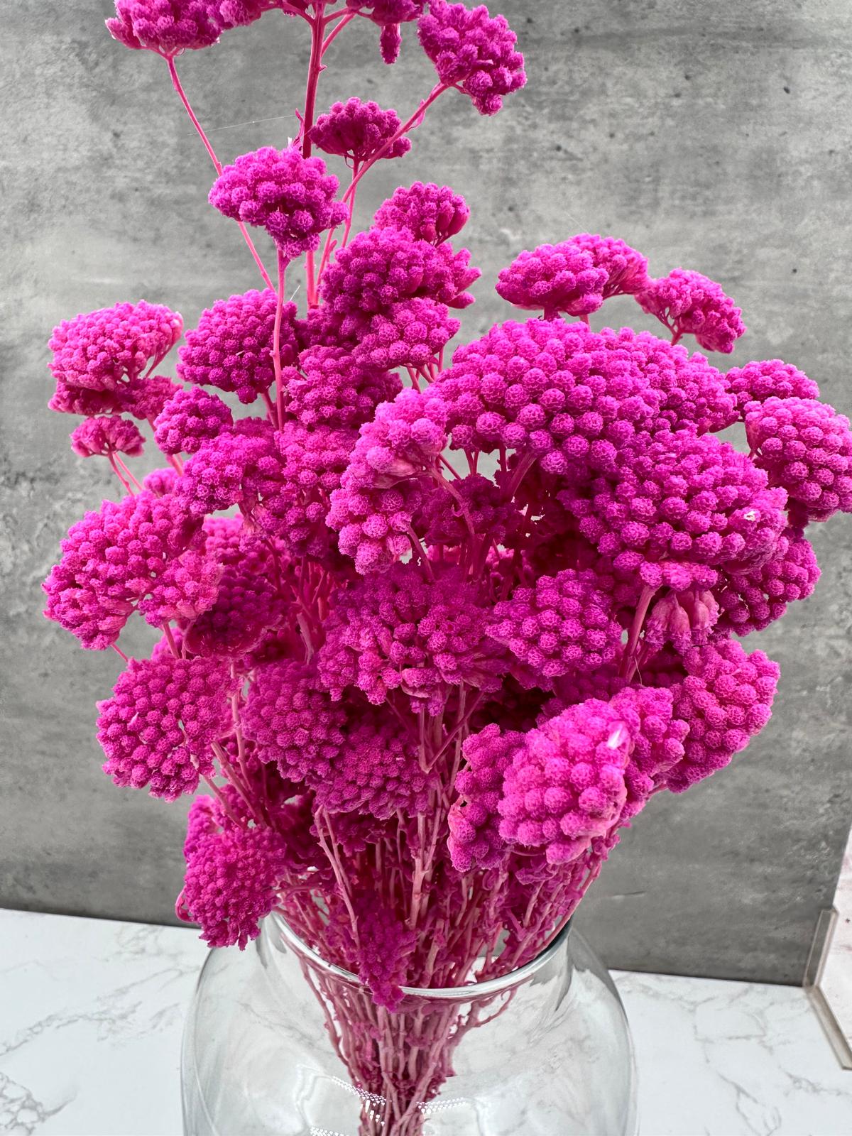 Achillea Silvestre Lavanda