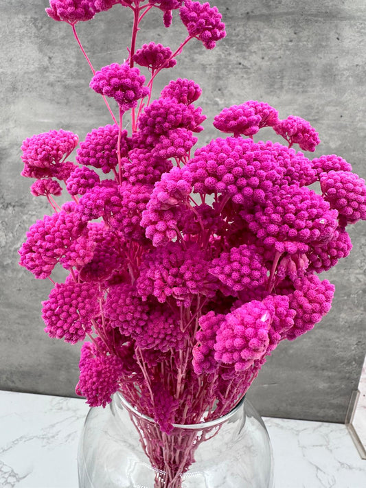 Achillea Silvestre Lavanda
