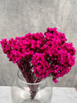 Ixodia Fucsia