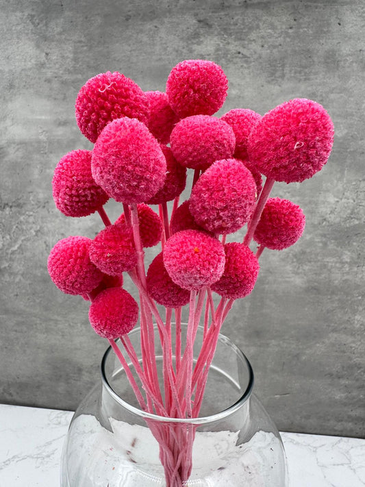 Craspedia Rosa Fuerte Press