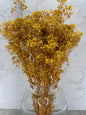 Gypsophila Press Amarilla