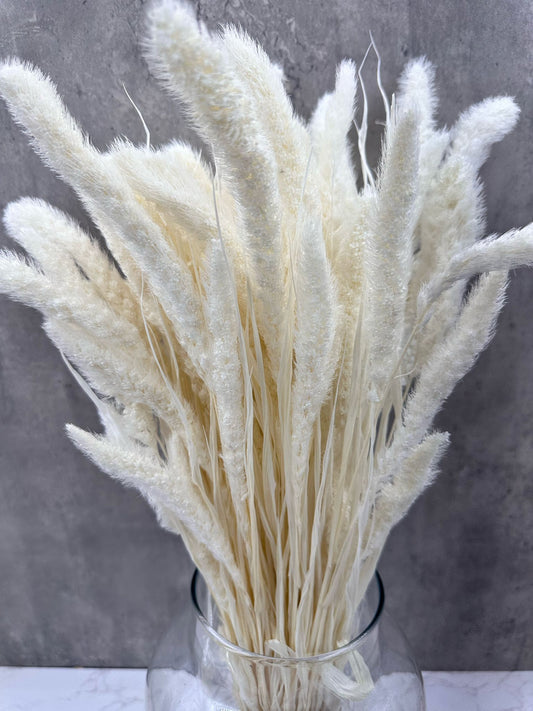 Setaria Blanca