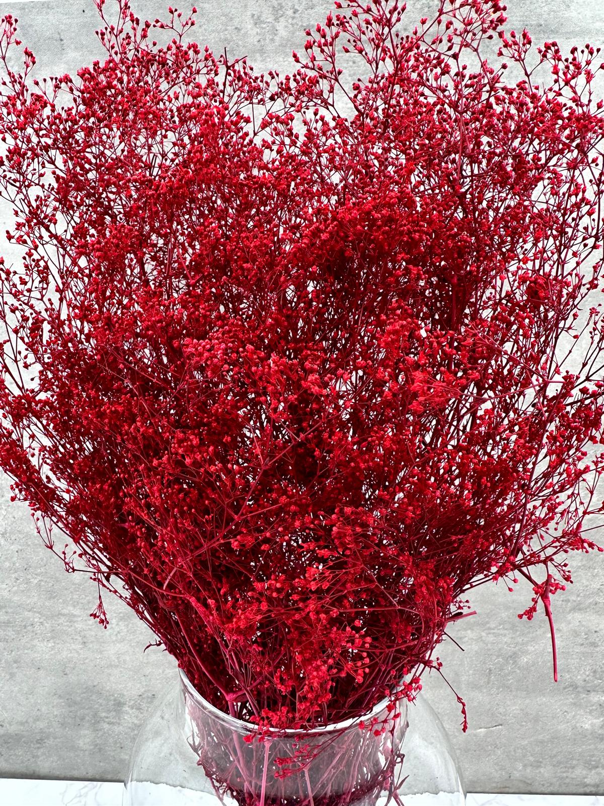 Gypsophila Mini Press Rojo