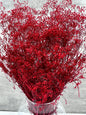 Gypsophila Mini Press Rojo
