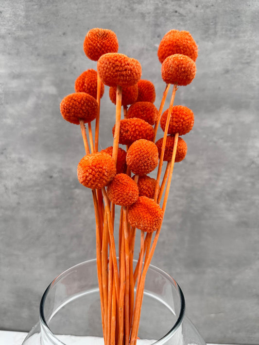 Craspedia Naranja Press