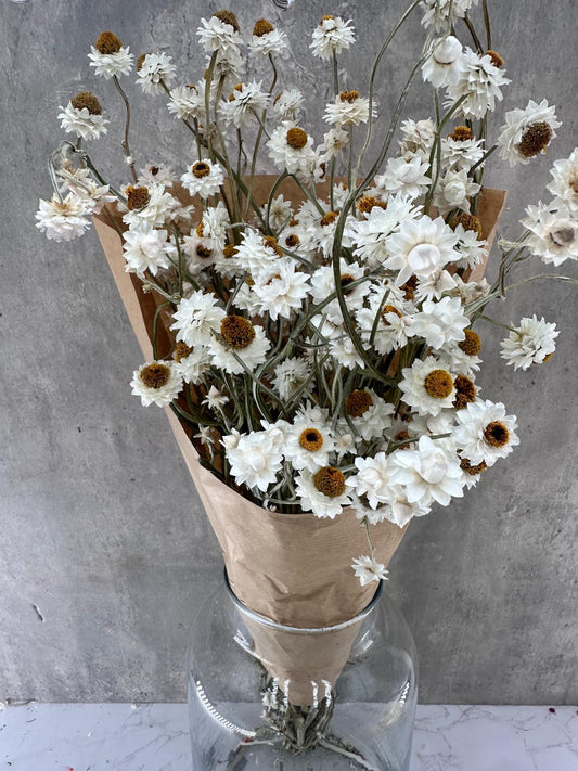 Abmobium seco