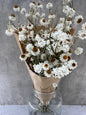 Abmobium seco