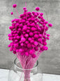 Botao Seco Fucsia