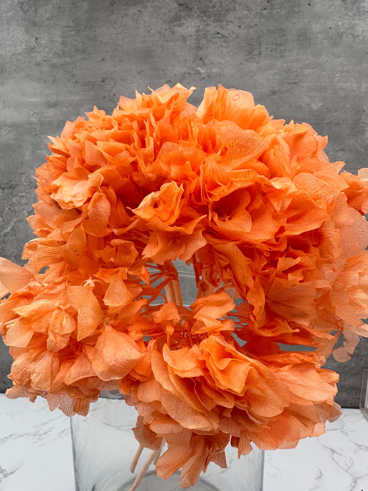 Hortensia Press Melocotón