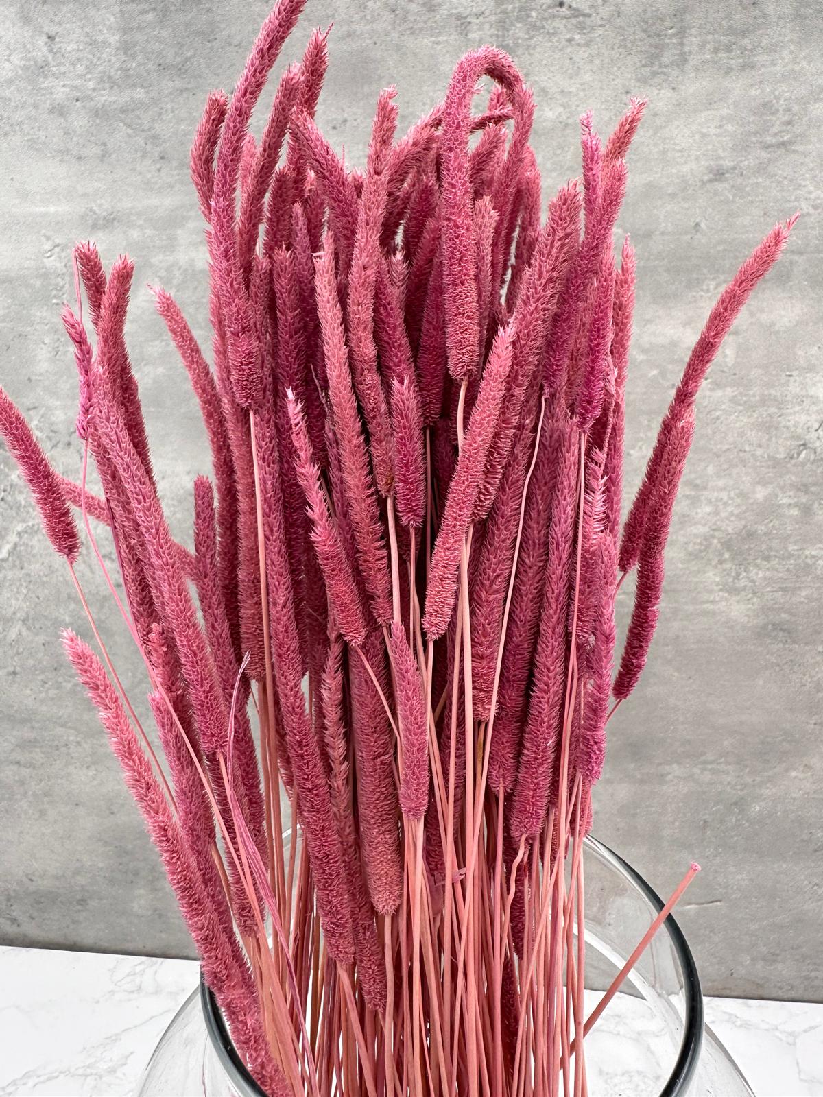Phleum Press Rosa Claro