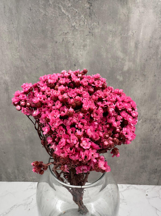 Ixodia Rosa Fuerte
