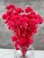 Achillea Silvestre Fucsia