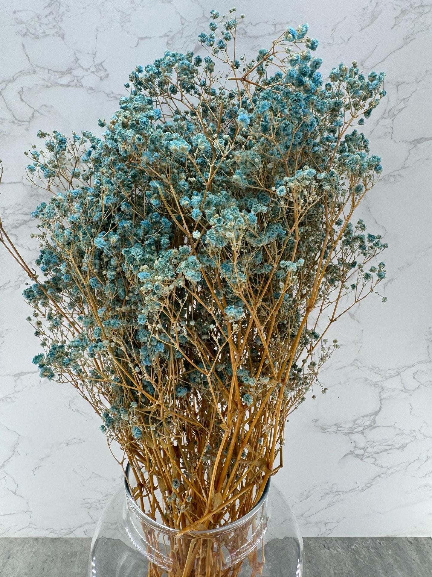 Gypsophila Press Celeste