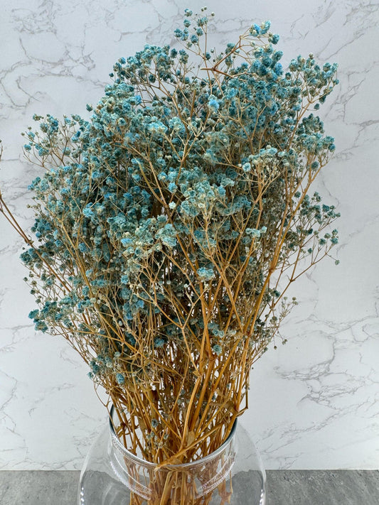 Gypsophila Press Celeste