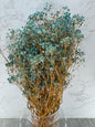 Gypsophila Press Celeste