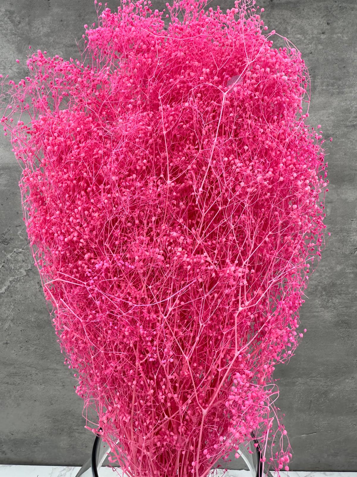 Gypsophila Mini Press Rosa Oscuro