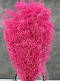 Gypsophila Mini Press Rosa Oscuro