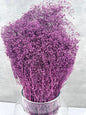 Gypsophila Mini Press Morada