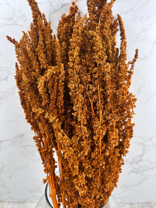 Amaranthus Recto Press Naranja