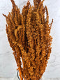 Amaranthus Recto Press Naranja