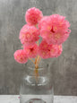 Escabiosa Rosa