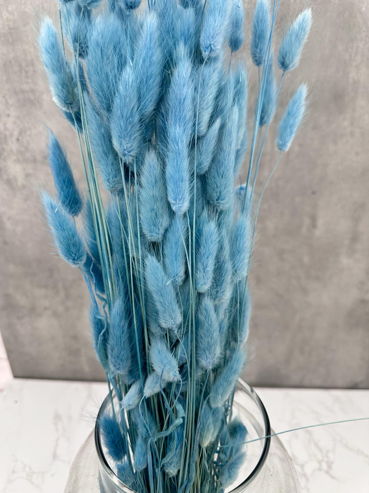 Lagurus Azul Claro