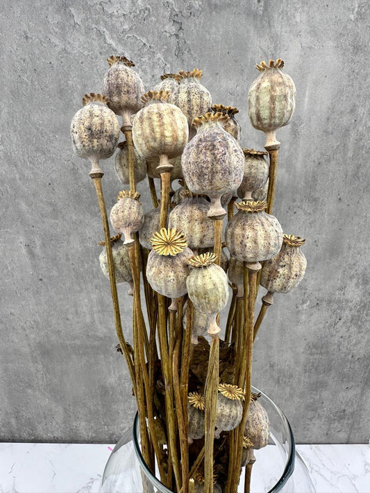 Papaver Press Blanco