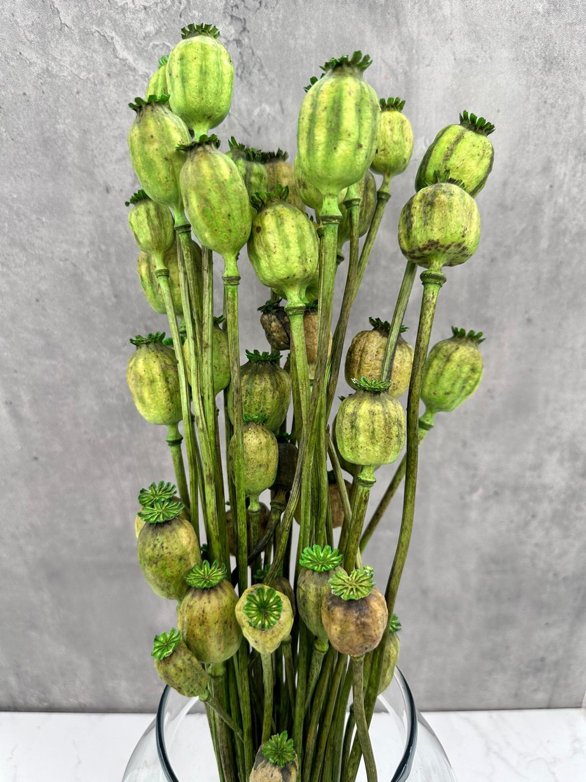 Papaver Press Verde