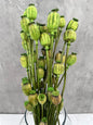 Papaver Press Verde