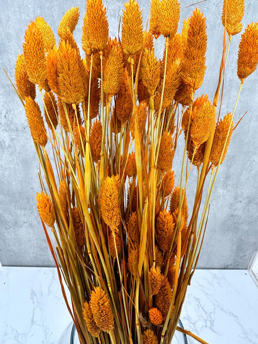 Phalaris Naranja