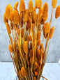 Phalaris Naranja