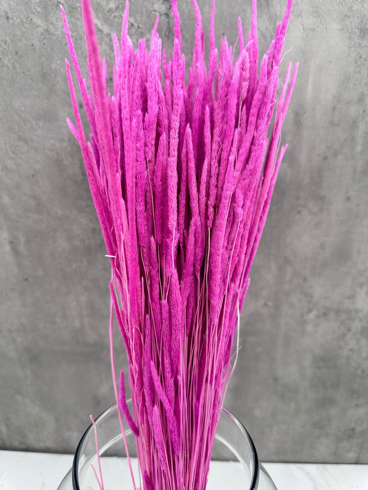 Phleum Press Lavanda