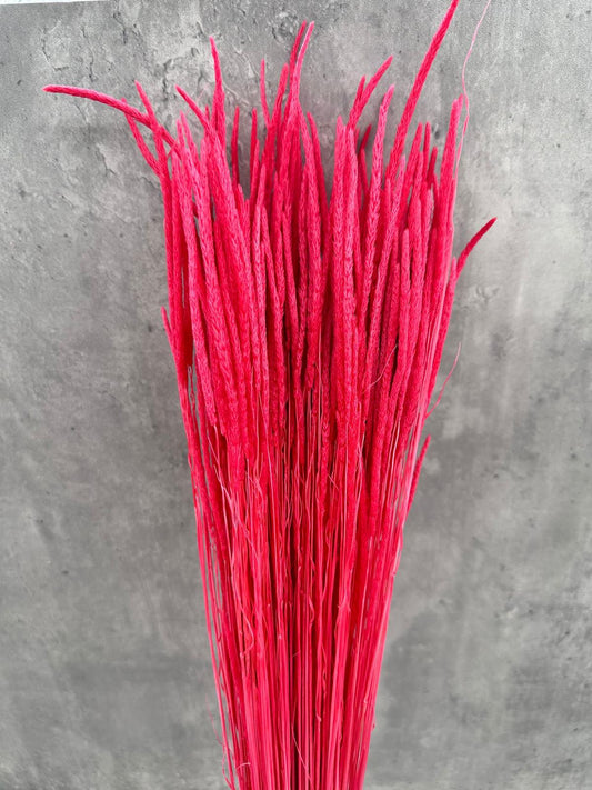 Phleum Press Rojo