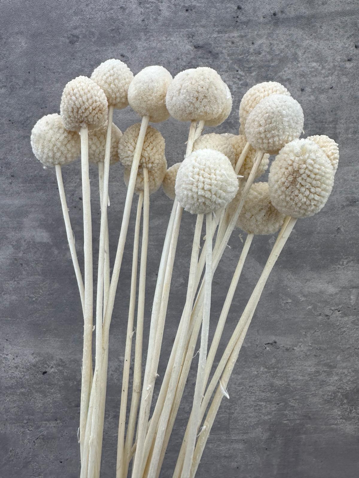 Craspedia Blanca Press