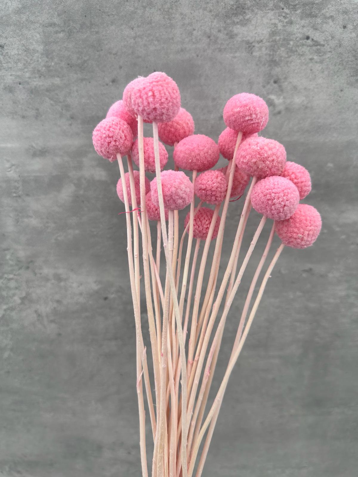 Craspedia Rosa Press