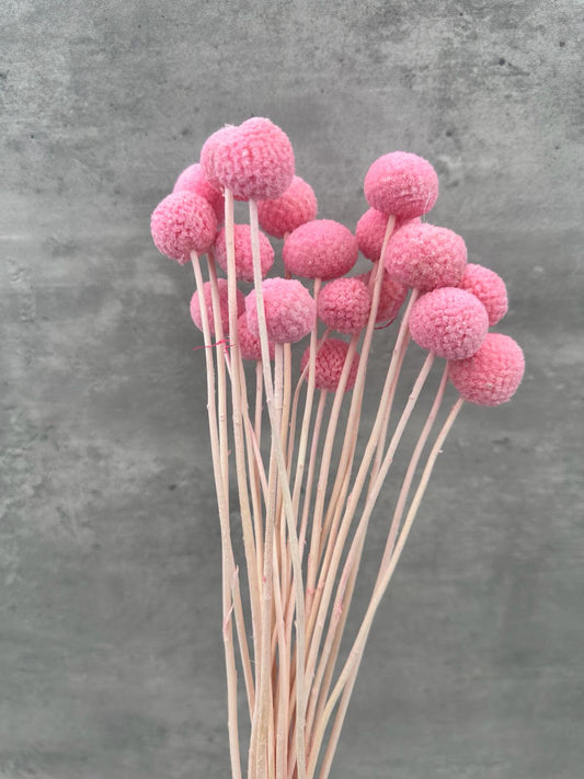 Craspedia Rosa Press