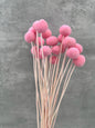 Craspedia Rosa Press