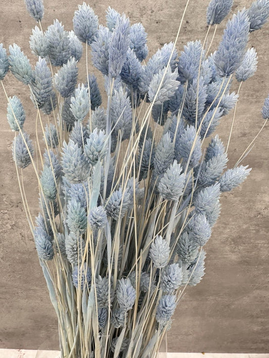 Phalaris Celeste