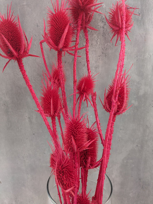 Cardo Salvaje Seco Fucsia